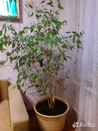 Фикус Бенджамина