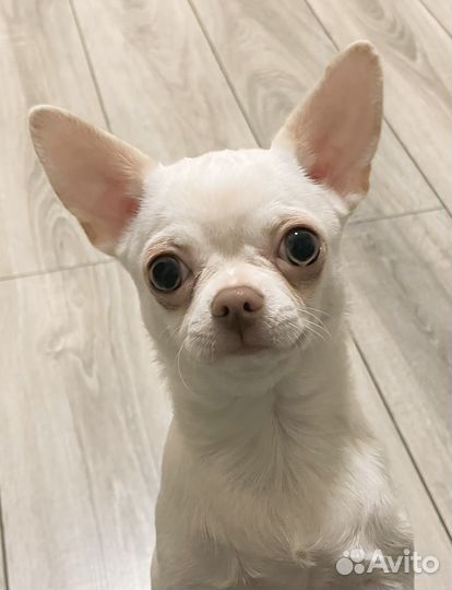 Чихуахуа девочка