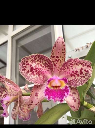 Орхидея каттлея