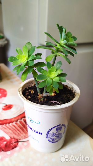 Продам цветы комнатные