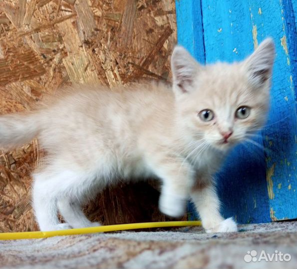 Рыжий котенок (девочка)
