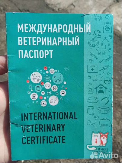 Щенок сибирской хаски