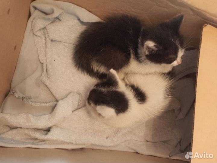 Котята в добрые руки