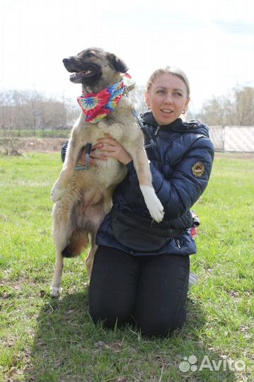 Собака в добрые руки, Мира