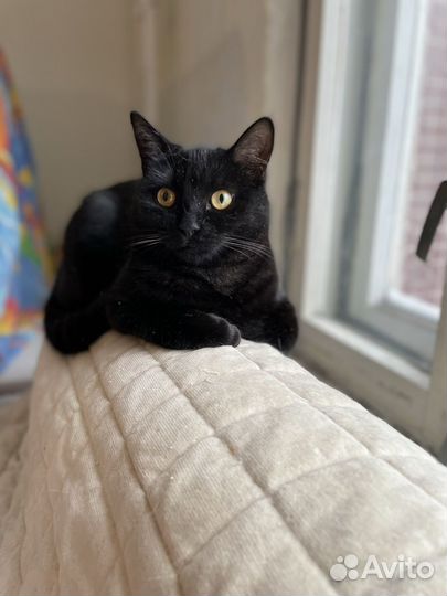 Кошечка 8 месяцев