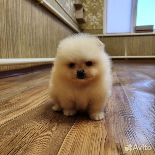 Шпиц мальчики