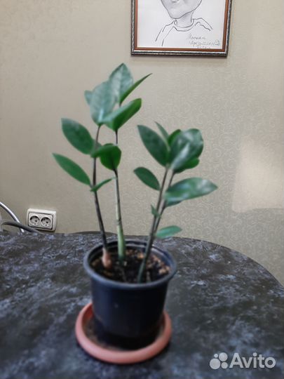 Замиокулькас