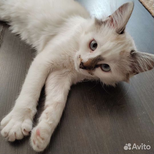 Кошка