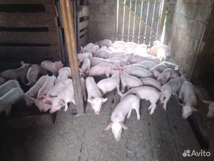 Поросята племенные