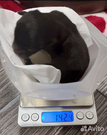 Вязка чихуахуа голубой чихуа кобель ждет королеву