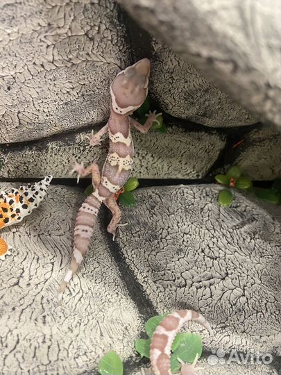 Геккон эублефар