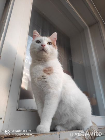 Кошка