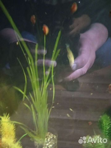 Аквариумные растения