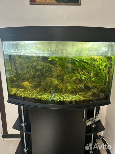 Аквариум с рыбками