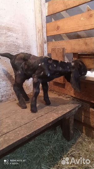 Козлик нубийский