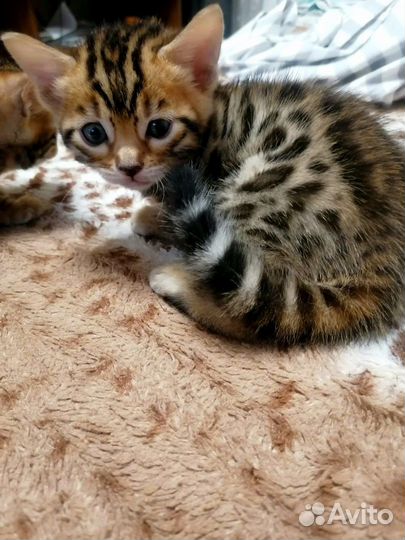 Бенгальские котята