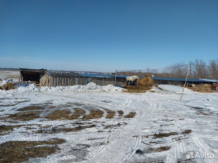 Животноводческая ферма продаю
