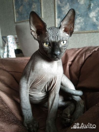 Канадский сфинкс