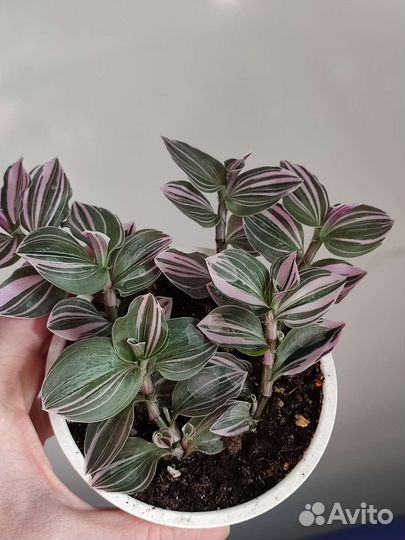 Традесканция