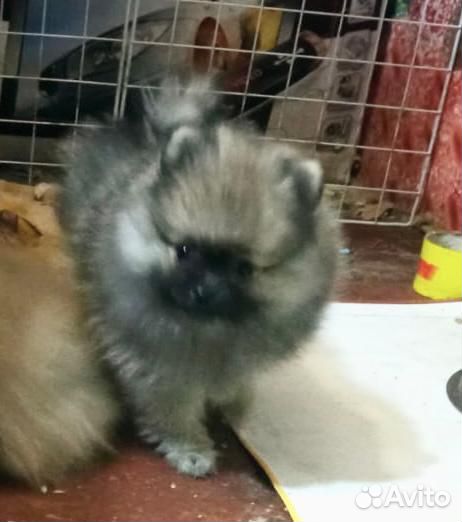 Девочка. С документами РКФ