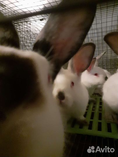 Крольчата