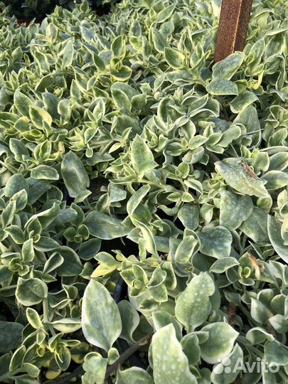 Ампельные растения