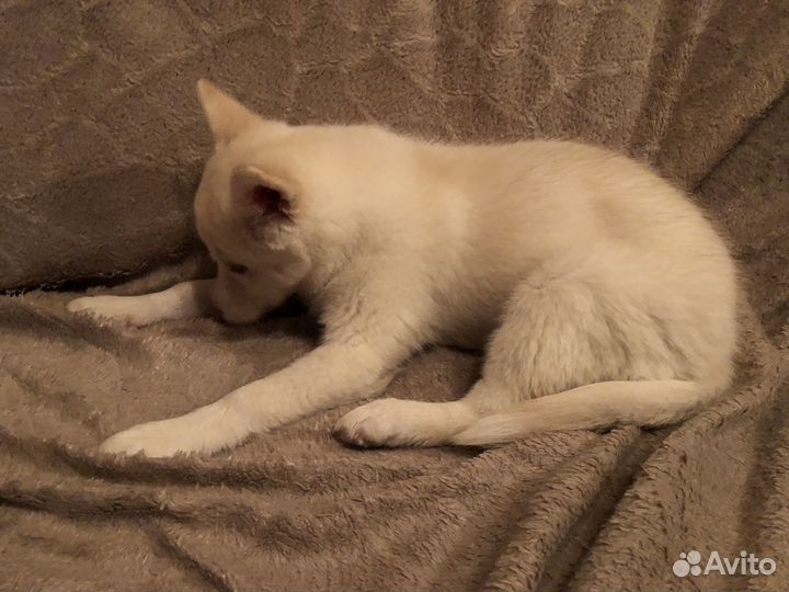 Щенок мини Хаски, 3 месяца, девочка