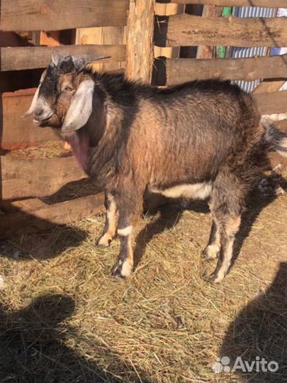 Козел на вязку