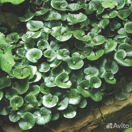 Копытень тенелюбивый, Многолетний