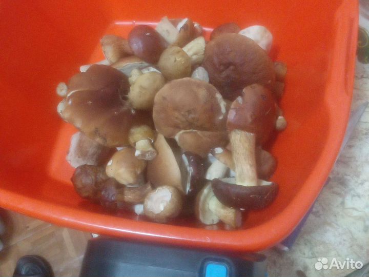 Белые грибы