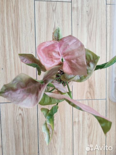 Сингониум, эпипремнум, оксалис