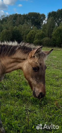 Жеребчик вятка