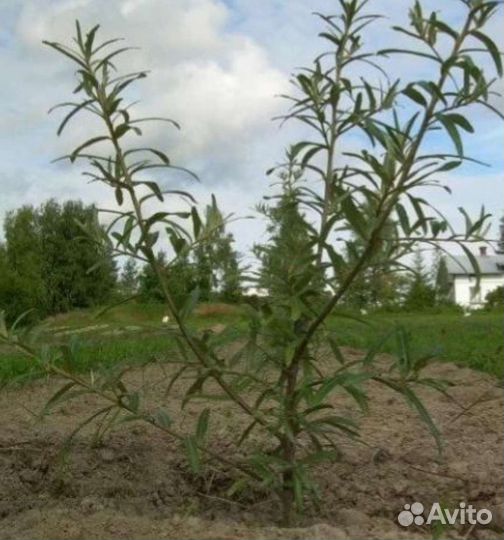 Облепиха саженцы