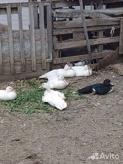 Продам индоуток, петушков