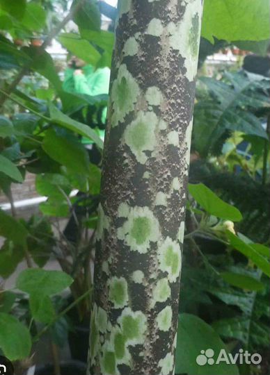 Amorphophallus Borneensis-в продаже сеянец