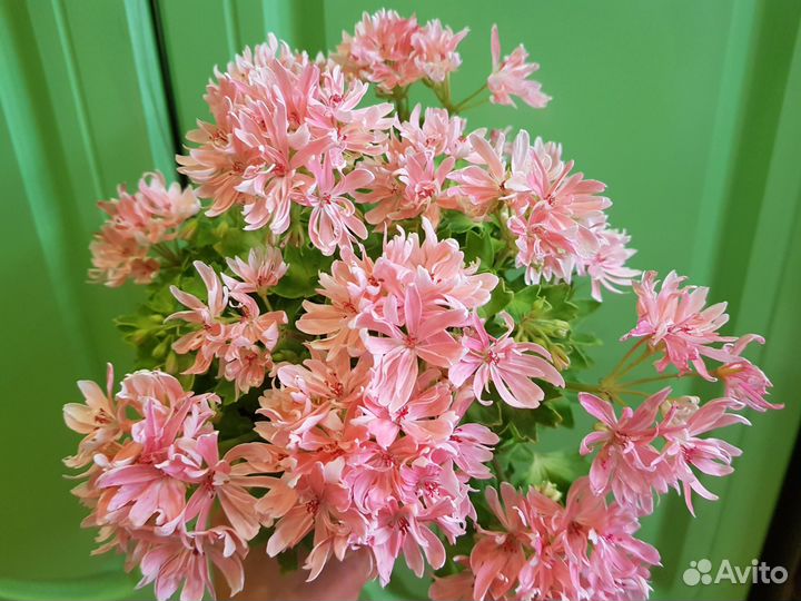 Пеларгония Rushmoor Golden Ruffles