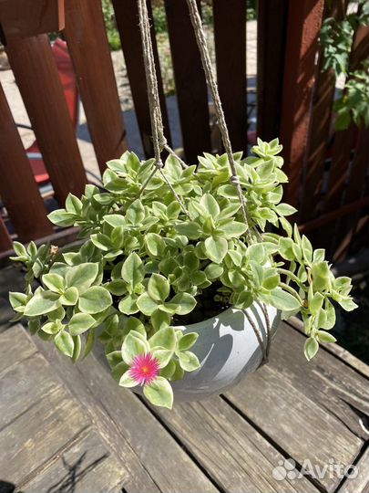 Аптения вариегата