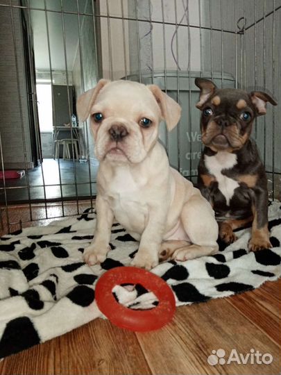 Французский бульдог щенки мини