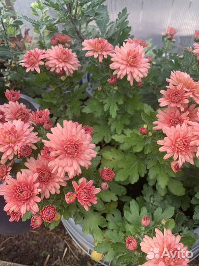 Рассада цветов