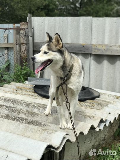 Сибирский хаски