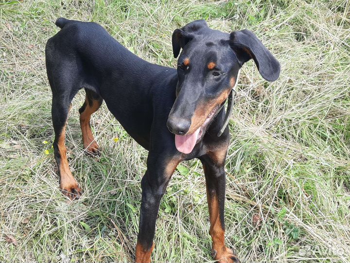 Собака доберман