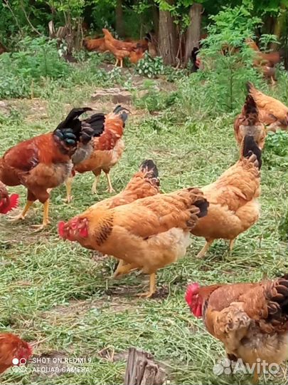 Яйца домашние