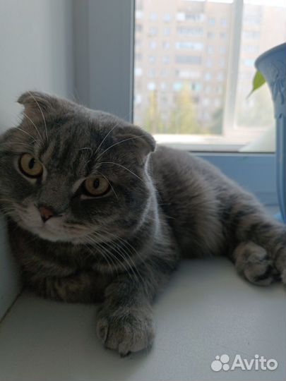 Кот вислоухий