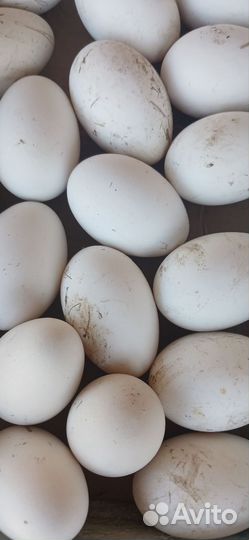 Яйцо домашнее гусиные