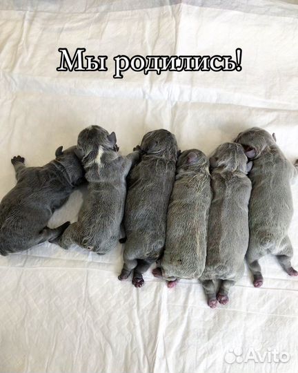 Французский бульдог щенки