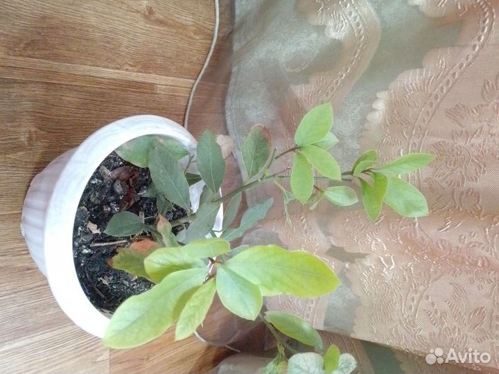 Лавровое дерево