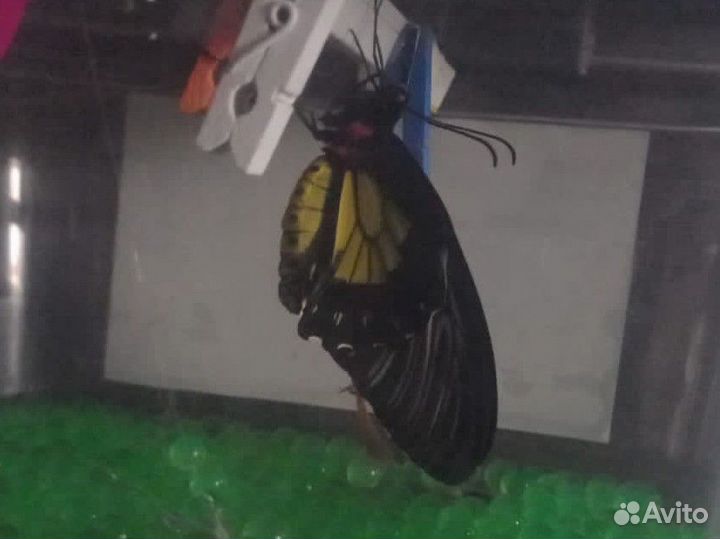 Ферма бабочек