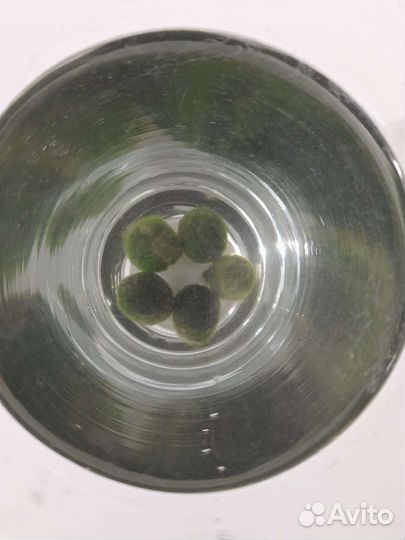 Кладофора маримо