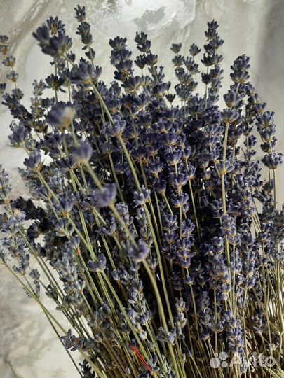 Лаванда сухоцвет