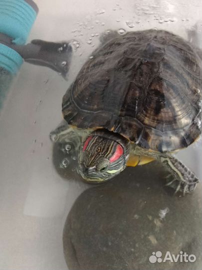 Черепаха
